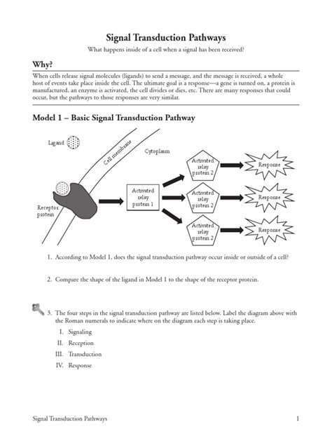 Transduction pathway. . Signal transduction pathways pogil